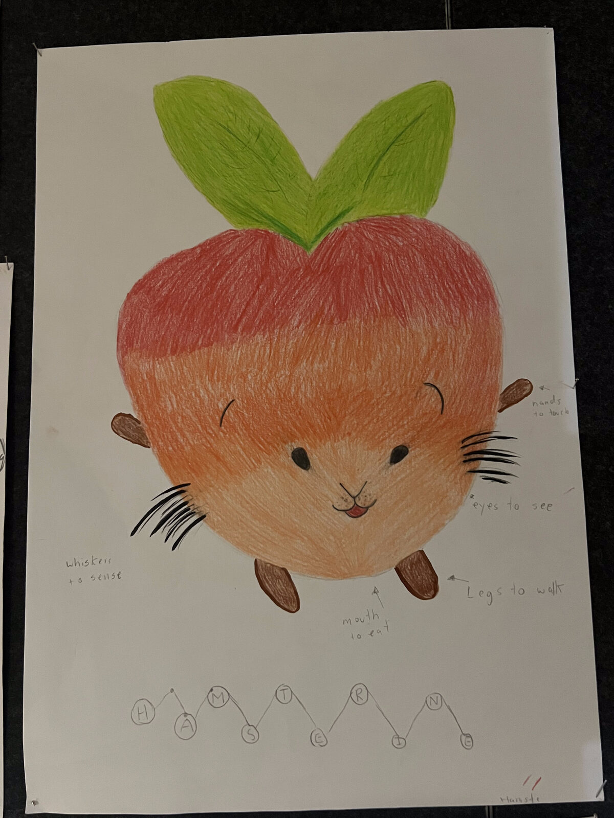 Pencil drawing of a round apple-coloured hamster with labelled whiskers, hands, eyes, legs and mouth